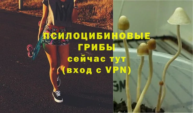 Галлюциногенные грибы Cubensis  сайты даркнета формула  Ирбит 